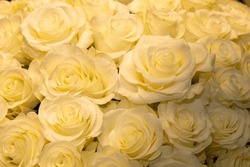 Beautiful Big White Rose Backgrounds