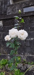 Beautiful Big White Rose In Garden 