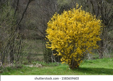 Beautiful big yellow bush of Forsythia on a background of trees without foliage in April
