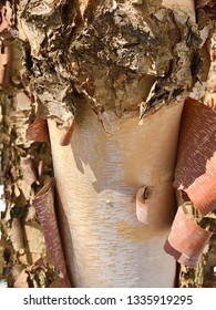 Beautiful birch bark