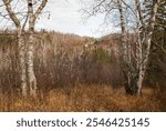 Beautiful birch trees framing the forest with cedars on a November autumn day at Gooseberry Falls State Park with Gooseberry River that flows into Lake Superior off in the distance; Two Harbors, Minn.