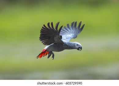 Beautiful Bird, African Grey Parrot Flying On Green Background