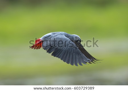 Beautiful bird, African grey parrot flying on green background