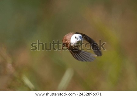 Similar – young hawfinch Environment