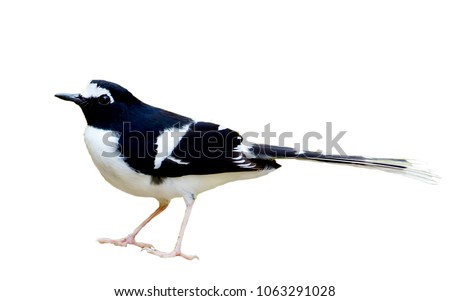 Similar – European Pied Flycatcher