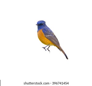 Beautiful bird, Blue-fronted Redstart (Phoenicurus frontalis) on white background - Shutterstock ID 396741454