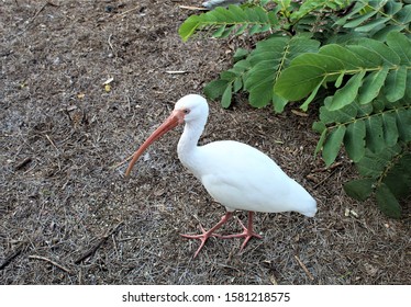 A Beautiful Bird In Busch Gardens Florida.