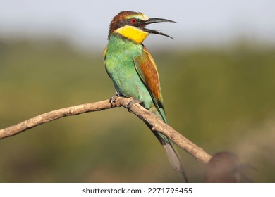 beautiful bird with colorful plumage - Shutterstock ID 2271795455