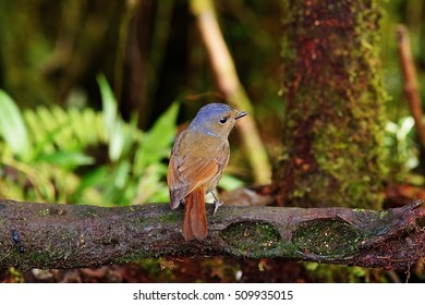 Beautiful bird female Large Niltava (Niltava grandis) standing on the wooden in nature - Shutterstock ID 509935015