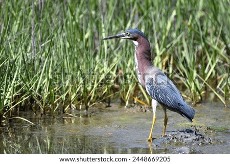A  beautiful bird fishing in the shallow waters of the coastal marsh.