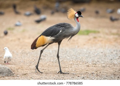 Beautiful bird ,Grey crowned crane