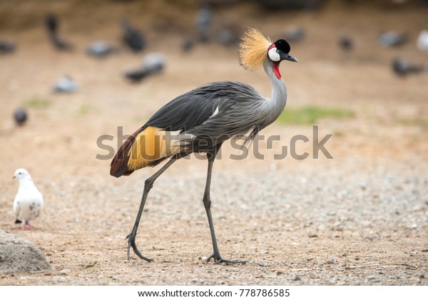 Beautiful bird ,Grey crowned\
crane