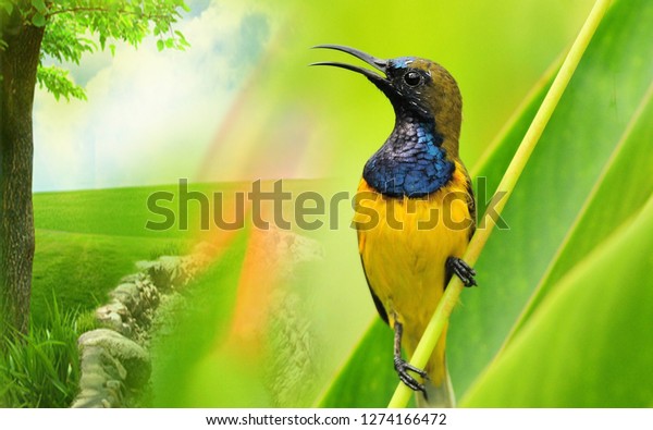 Beautiful Bird Imeg Stock Photo Edit Now