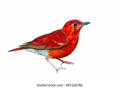 Beautiful Bird Isolated Standing On Ground With White Background,red Bird.