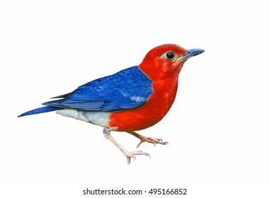 Beautiful Bird Isolated Standing On White Background, Red Bird, Blue Bird.