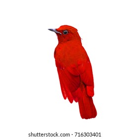 Beautiful Bird Isolated With White Background, Red Bird.