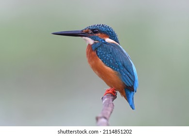 Beautiful bird male Common Kingfisher or Eurasian Kingfisher perched on branch with blur green background, Alcedo atthis