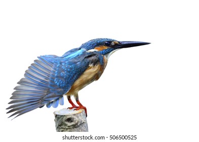 Beautiful Bird Male Common Kingfisher Or Eurasian Kingfisher Syanding On The Wooden Pole After Take A Bath Isolated On White Background.(Alcedo Atthis)