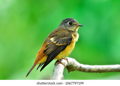 422 Ferruginous flycatcher Images, Stock Photos & Vectors | Shutterstock