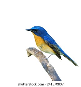 Beautiful bird, male Hill Blue Flycatcher isolated on whie background (Cyornis banyumas) - Shutterstock ID 241570837