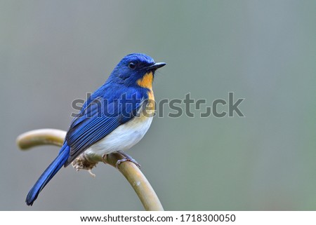 Beautiful bird a male of Indochinese orTickell's blue flycatcher with orange breast and white belly perched on  branch with blur green background, Cyornis tickelliae
