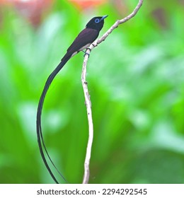 Beautiful bird, Male of Japanese Paradise-flycatcher (Terpsiphone atrocaudata) standing on the branch, bird from Thailand.