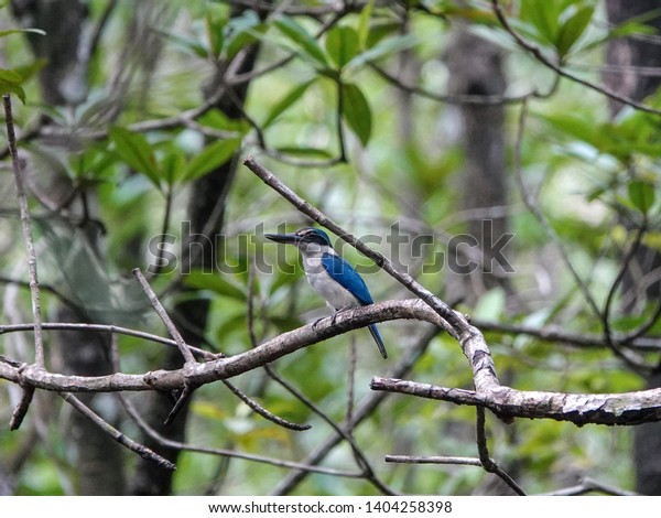 Beautiful bird in\
Mangrove. White-collared kingfisher (Todirhamphus chloris) perched\
on tree branch among lush green leaves in the mangrove forest.     \
                         \
