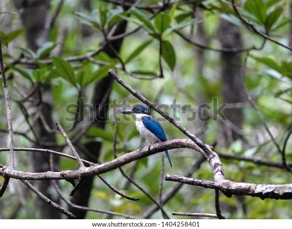 Beautiful bird in
Mangrove. White-collared kingfisher (Todirhamphus chloris) perched
on tree branch among lush green leaves in the mangrove forest.     
                         
