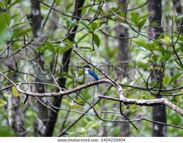 Beautiful bird in\
Mangrove. White-collared kingfisher (Todirhamphus chloris) perched\
on tree branch among lush green leaves in the mangrove forest.     \
                         \
