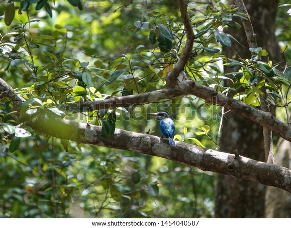 Beautiful bird in Mangrove. White-collared kingfisher\
(Todirhamphus chloris) or mangrove kingfisher perched on tree\
branch among lush green leaves in the mangrove forest, Southern\
Thailand.         