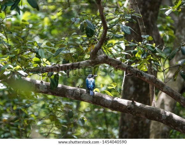 Beautiful bird in Mangrove. White-collared kingfisher\
(Todirhamphus chloris) or mangrove kingfisher perched on tree\
branch among lush green leaves in the mangrove forest, Southern\
Thailand.         