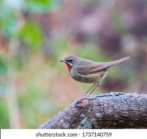 Beautiful bird in nature Male red-breasted flycatcher (Siberian rubythroat)