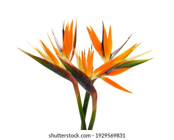 beautiful Bird of Paradise flower (Strelitzia reginae) isolated in white background - Powered by Shutterstock