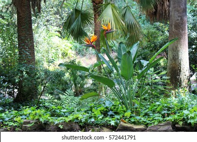 Beautiful Bird Of Paradise Flowers Growing In The Garden On Sunny Summer Day. Natural Floral Background