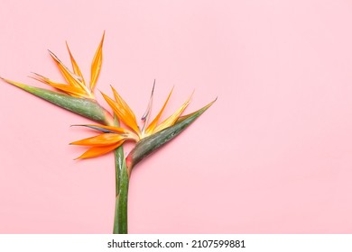 Beautiful Bird Of Paradise Flowers On Pink Background, Closeup