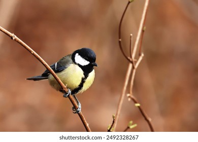 A beautiful bird perches gracefully on a tree branch, showcasing vibrant feathers and a melodious presence amidst lush, green foliage - Powered by Shutterstock