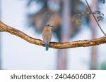 beautiful bird photograph of Indian roller abyssinian racket tailed blue bellied lilac breasted purple winged indochinese jay little king cute avian life perched on tree branch portrait shot wallpaper