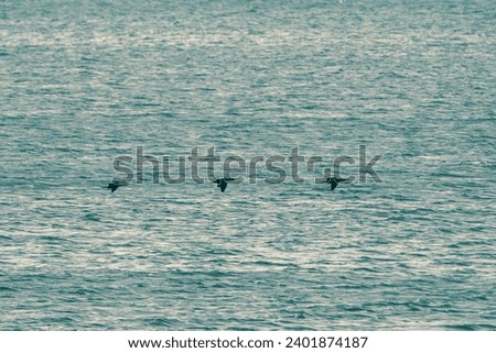 beautiful bird photograph of king cormorants perched flying over turquoise blue water lake sea ocean sunset isolated sanctuary india tamilnadu tourism scenery empty negative space wallpaper background