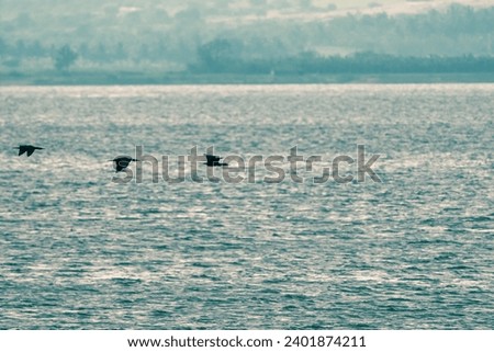 beautiful bird photograph of king cormorants perched flying over turquoise blue water lake sea ocean sunset isolated sanctuary india tamilnadu tourism scenery empty negative space wallpaper background