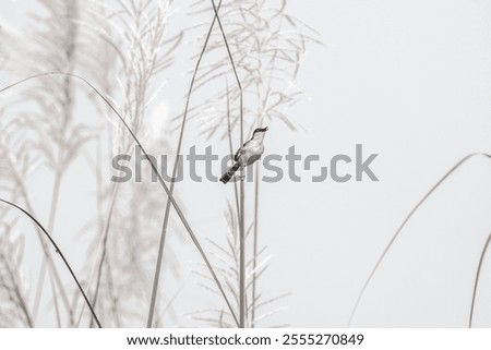 Similar – Image, Stock Photo No pipe sparrow