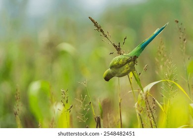 beautiful bird photograph sanctuary wildlife rose-ringed ring-necked grass parakeet green parrot grasskeet aviculture conure alexandrine red beak feeding maize corn seeds flying plumage wings spread  - Powered by Shutterstock