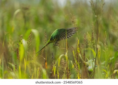 beautiful bird photograph sanctuary wildlife rose-ringed ring-necked grass parakeet green parrot grasskeet aviculture conure alexandrine red beak feeding maize corn seeds flying plumage wings spread  - Powered by Shutterstock