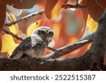 beautiful bird photograph of Spotted forest pearl-spotted little cute elf owlet owl predator big eyes plumage perched tree branch jungle sanctuary wildlife avian life staring sharp beak bill india 