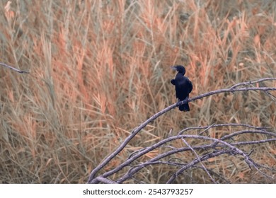 beautiful bird photograph wildlife sanctuary black king cormorant isolated perched dead tree branch grasslands meadows botanical garden greenery spring autumn bright sunny day empty negative space  - Powered by Shutterstock