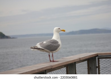 Beautiful Bird At Seattle Port