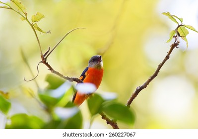 Beautiful bird, Short billed minivet  singing on tree branch