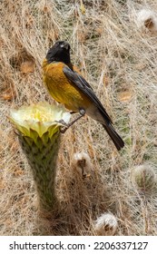 A Beautiful Bird Sits On A Cactus Flower In Bolivia