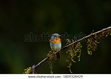 Similar – Rotkehlchen Umwelt Natur