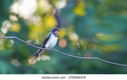 Beautiful Bird Swallow Sitting On A Wire