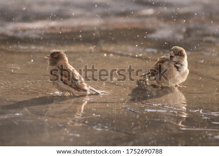 Similar – Image, Stock Photo sparrow riot Bird